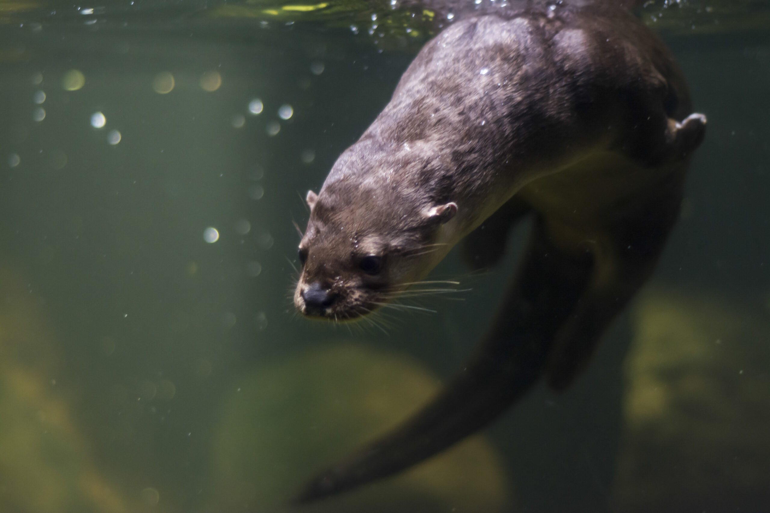 Proveniente de los ríos de América del Sur principalmente del Amazonas, llega a pesar hasta 30kg. Pez omnívoro que se alimenta principalmente de plantas acuáticas, peces pequeños e invertebrados.