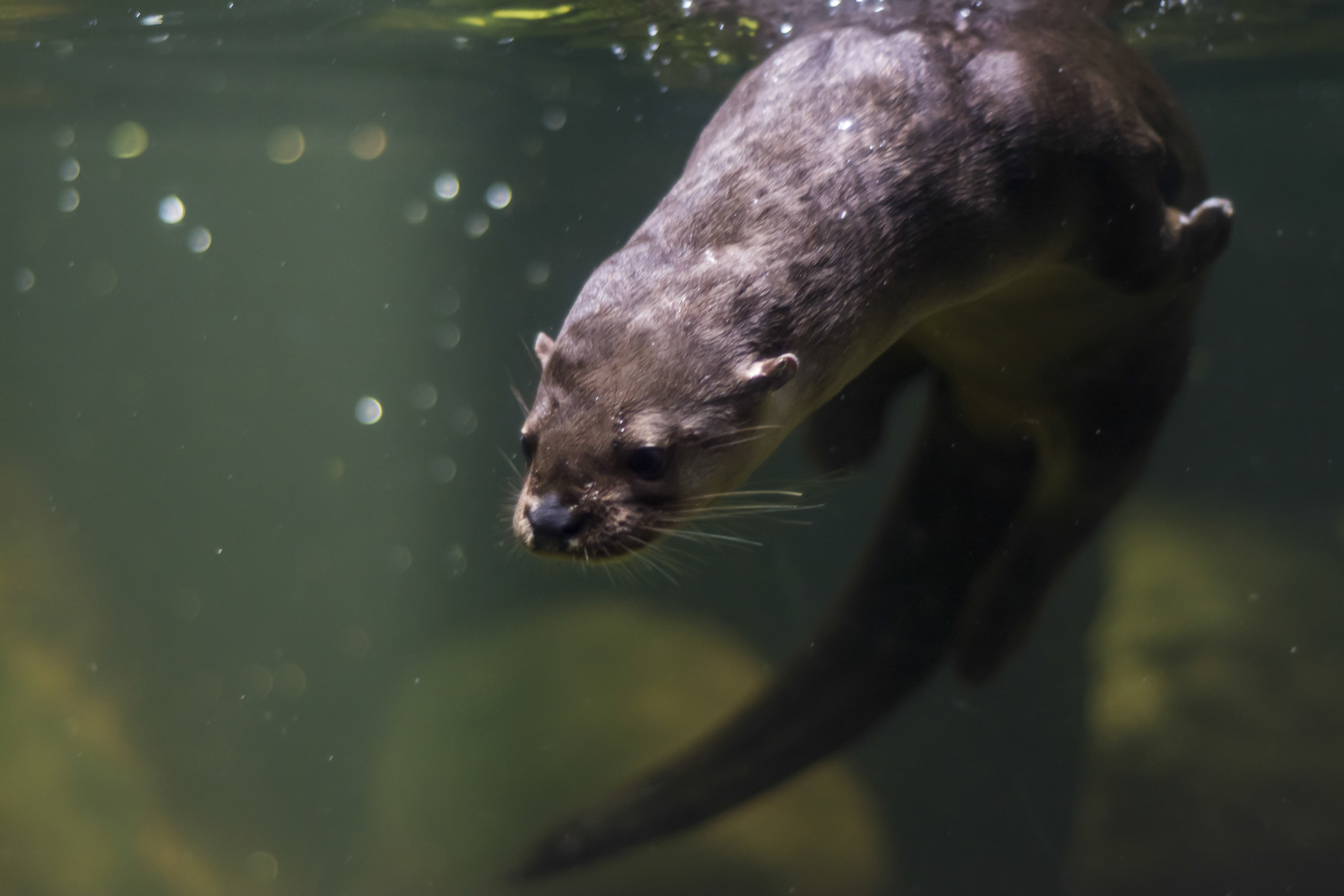 Proveniente de los ríos de América del Sur principalmente del Amazonas, llega a pesar hasta 30kg. Pez omnívoro que se alimenta principalmente de plantas acuáticas, peces pequeños e invertebrados.