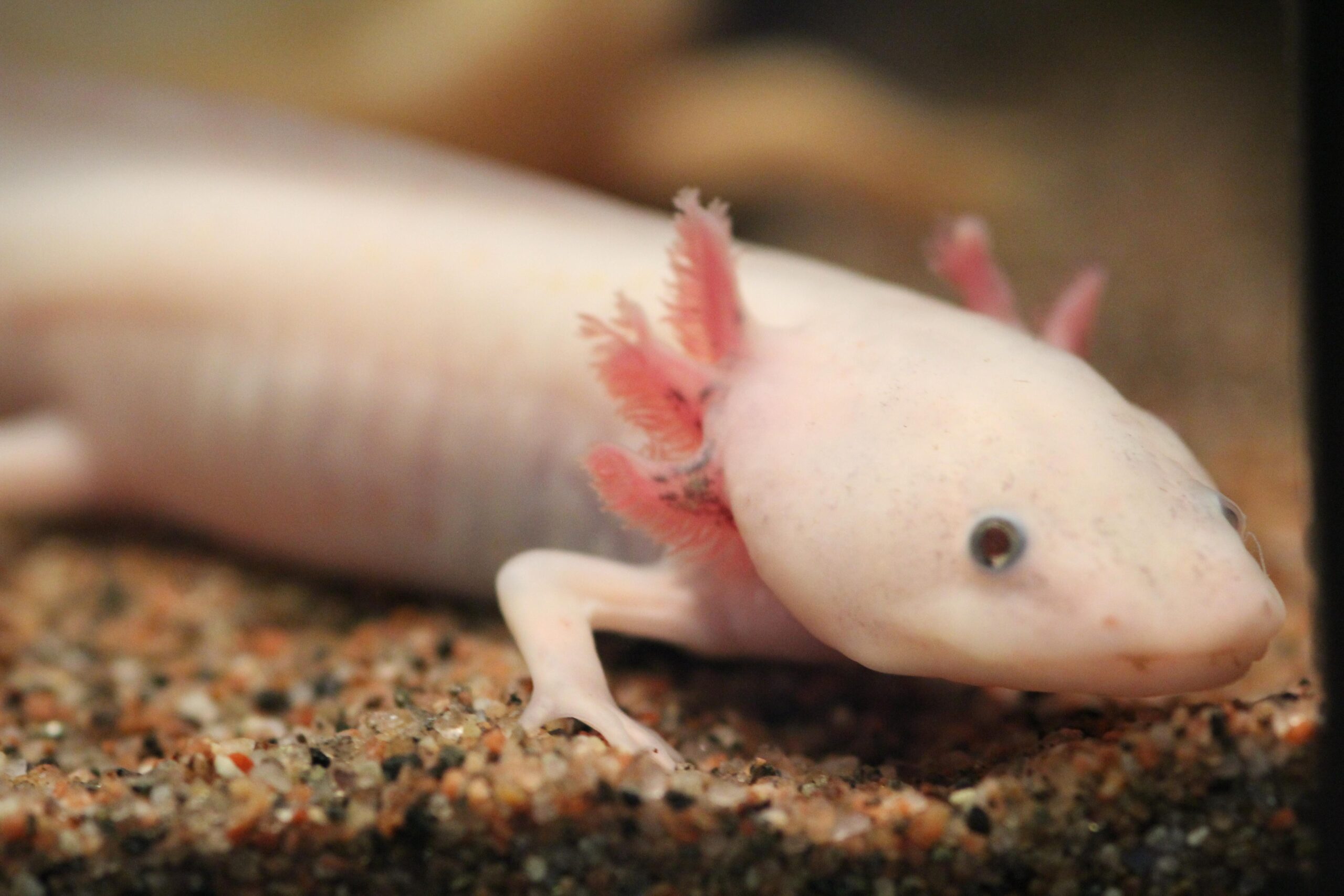 Proveniente de los ríos de América del Sur principalmente del Amazonas, llega a pesar hasta 30kg. Pez omnívoro que se alimenta principalmente de plantas acuáticas, peces pequeños e invertebrados.