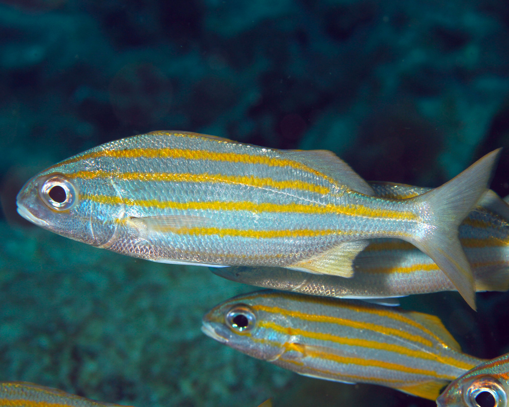 Proveniente de los ríos de América del Sur principalmente del Amazonas, llega a pesar hasta 30kg. Pez omnívoro que se alimenta principalmente de plantas acuáticas, peces pequeños e invertebrados.