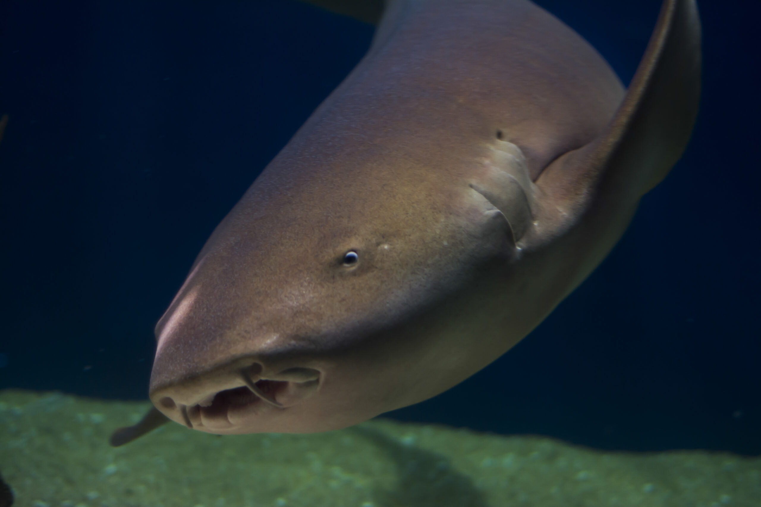 Proveniente de los ríos de América del Sur principalmente del Amazonas, llega a pesar hasta 30kg. Pez omnívoro que se alimenta principalmente de plantas acuáticas, peces pequeños e invertebrados.