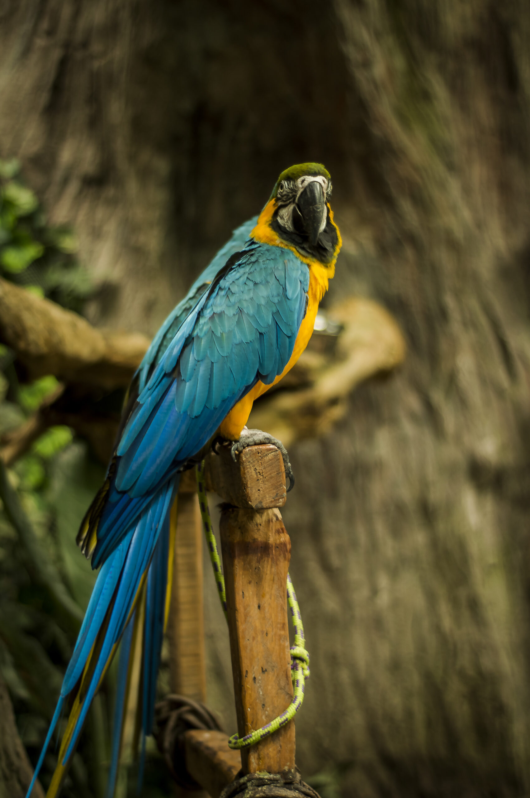 Proveniente de los ríos de América del Sur principalmente del Amazonas, llega a pesar hasta 30kg. Pez omnívoro que se alimenta principalmente de plantas acuáticas, peces pequeños e invertebrados.