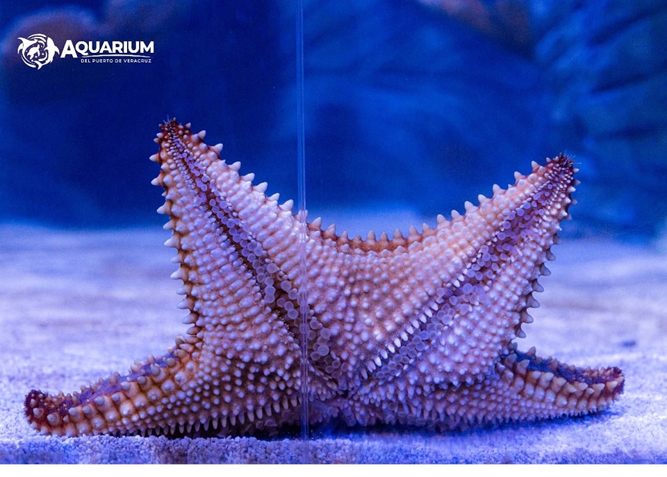 Proveniente de los ríos de América del Sur principalmente del Amazonas, llega a pesar hasta 30kg. Pez omnívoro que se alimenta principalmente de plantas acuáticas, peces pequeños e invertebrados.