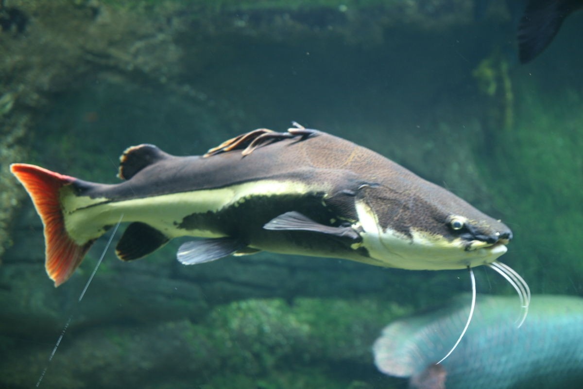 Proveniente de los ríos de América del Sur principalmente del Amazonas, llega a pesar hasta 30kg. Pez omnívoro que se alimenta principalmente de plantas acuáticas, peces pequeños e invertebrados.