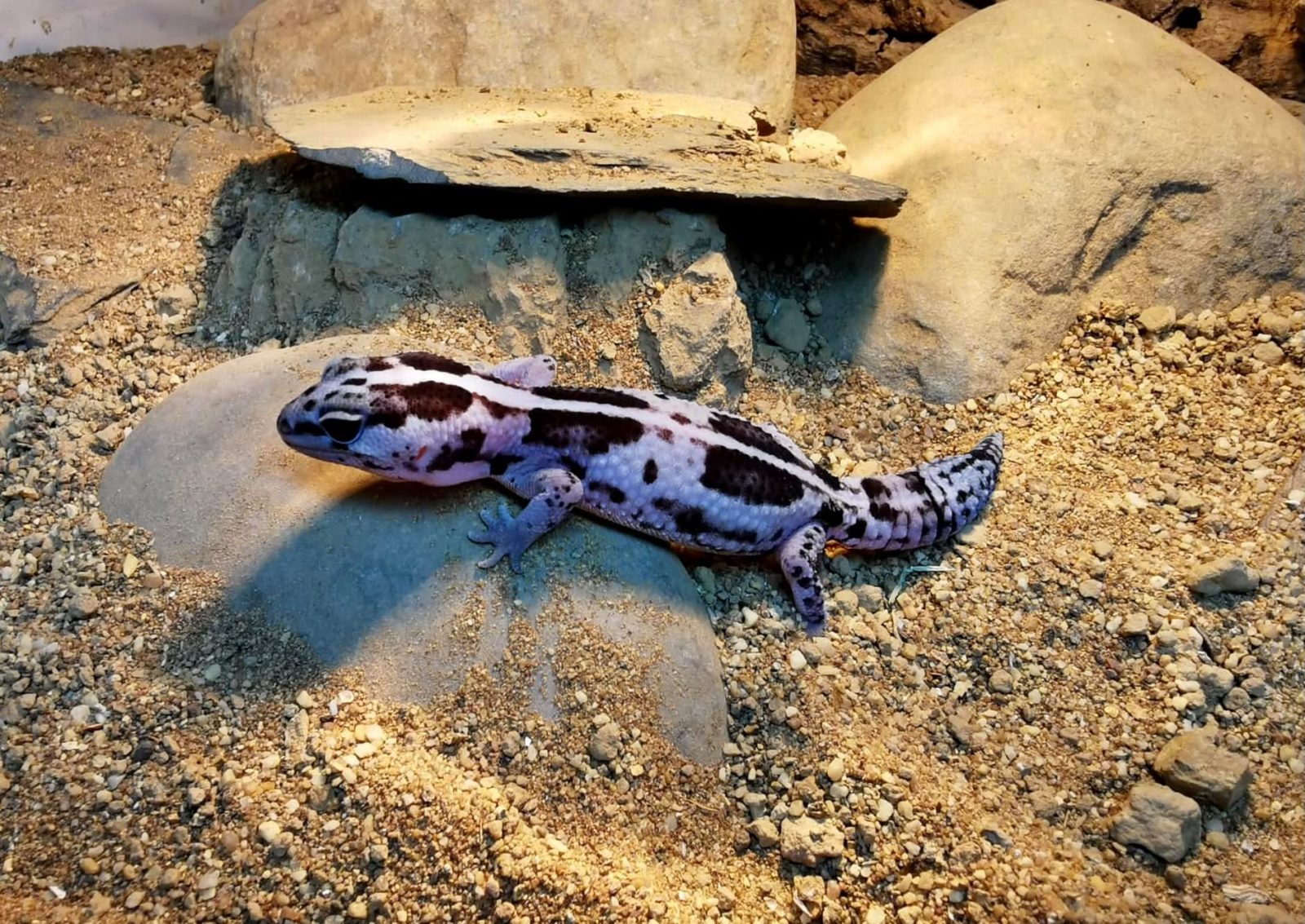 Proveniente de los ríos de América del Sur principalmente del Amazonas, llega a pesar hasta 30kg. Pez omnívoro que se alimenta principalmente de plantas acuáticas, peces pequeños e invertebrados.
