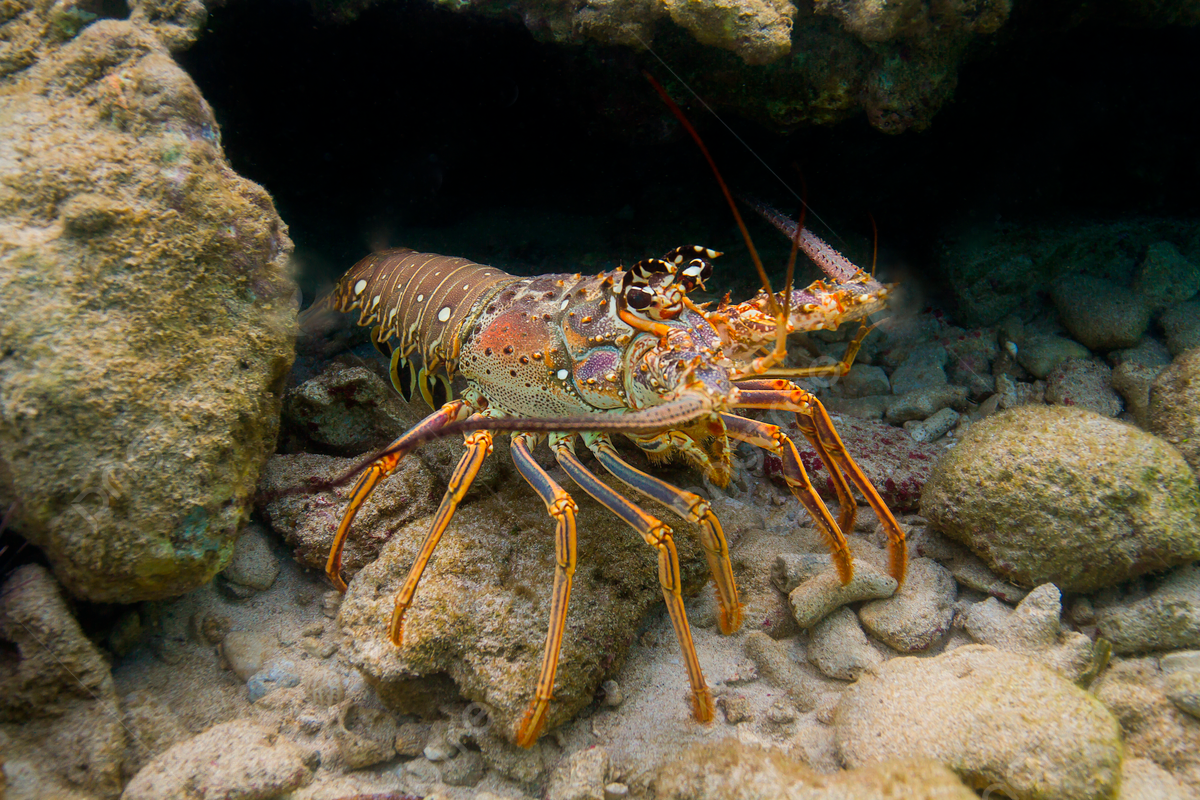 Proveniente de los ríos de América del Sur principalmente del Amazonas, llega a pesar hasta 30kg. Pez omnívoro que se alimenta principalmente de plantas acuáticas, peces pequeños e invertebrados.