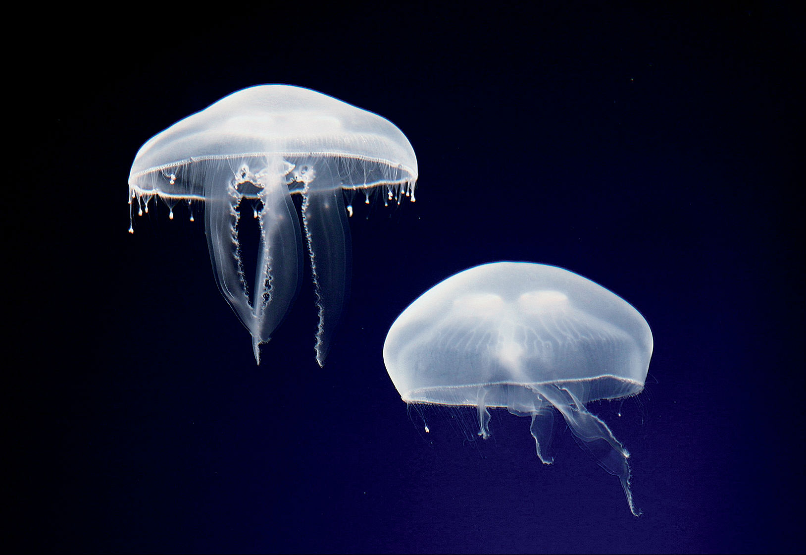 medusa luna | Recorrido Aquarium