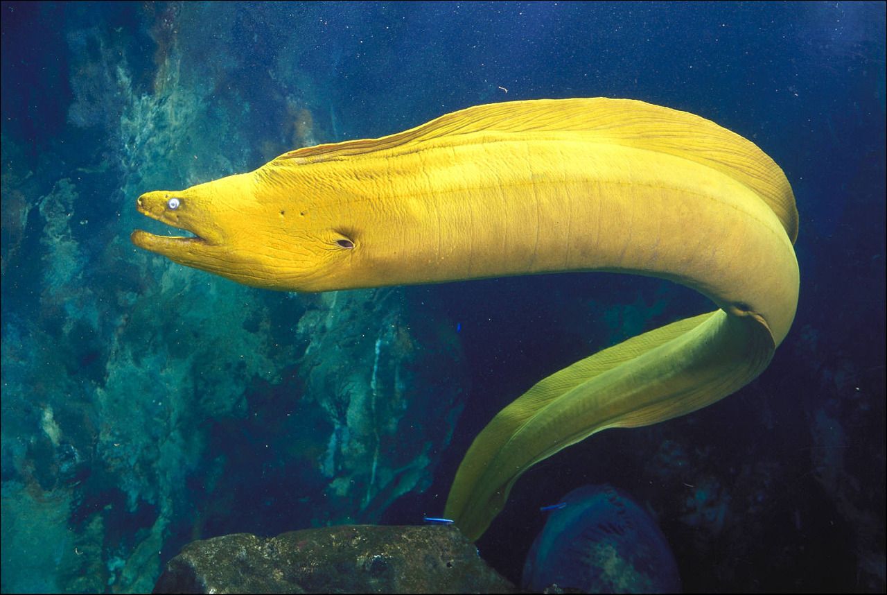 Proveniente de los ríos de América del Sur principalmente del Amazonas, llega a pesar hasta 30kg. Pez omnívoro que se alimenta principalmente de plantas acuáticas, peces pequeños e invertebrados.