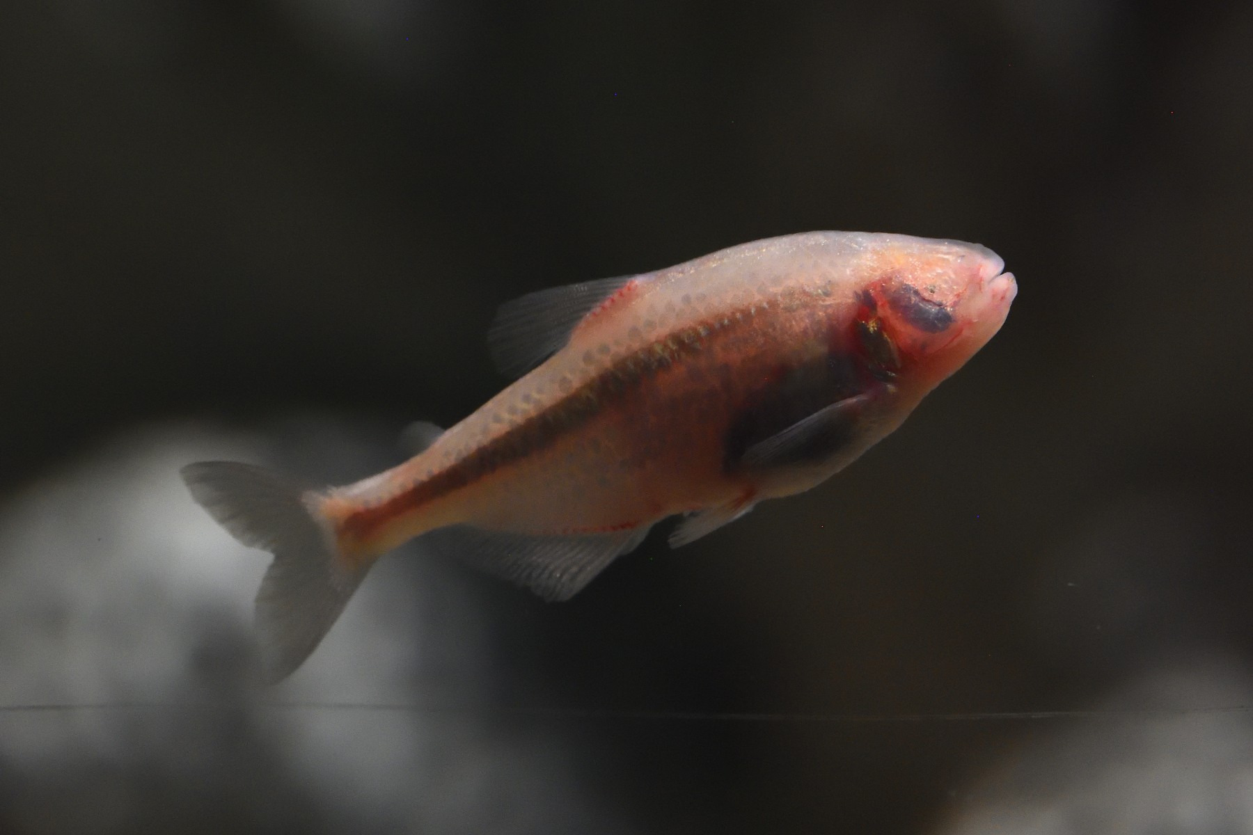 Proveniente de los ríos de América del Sur principalmente del Amazonas, llega a pesar hasta 30kg. Pez omnívoro que se alimenta principalmente de plantas acuáticas, peces pequeños e invertebrados.