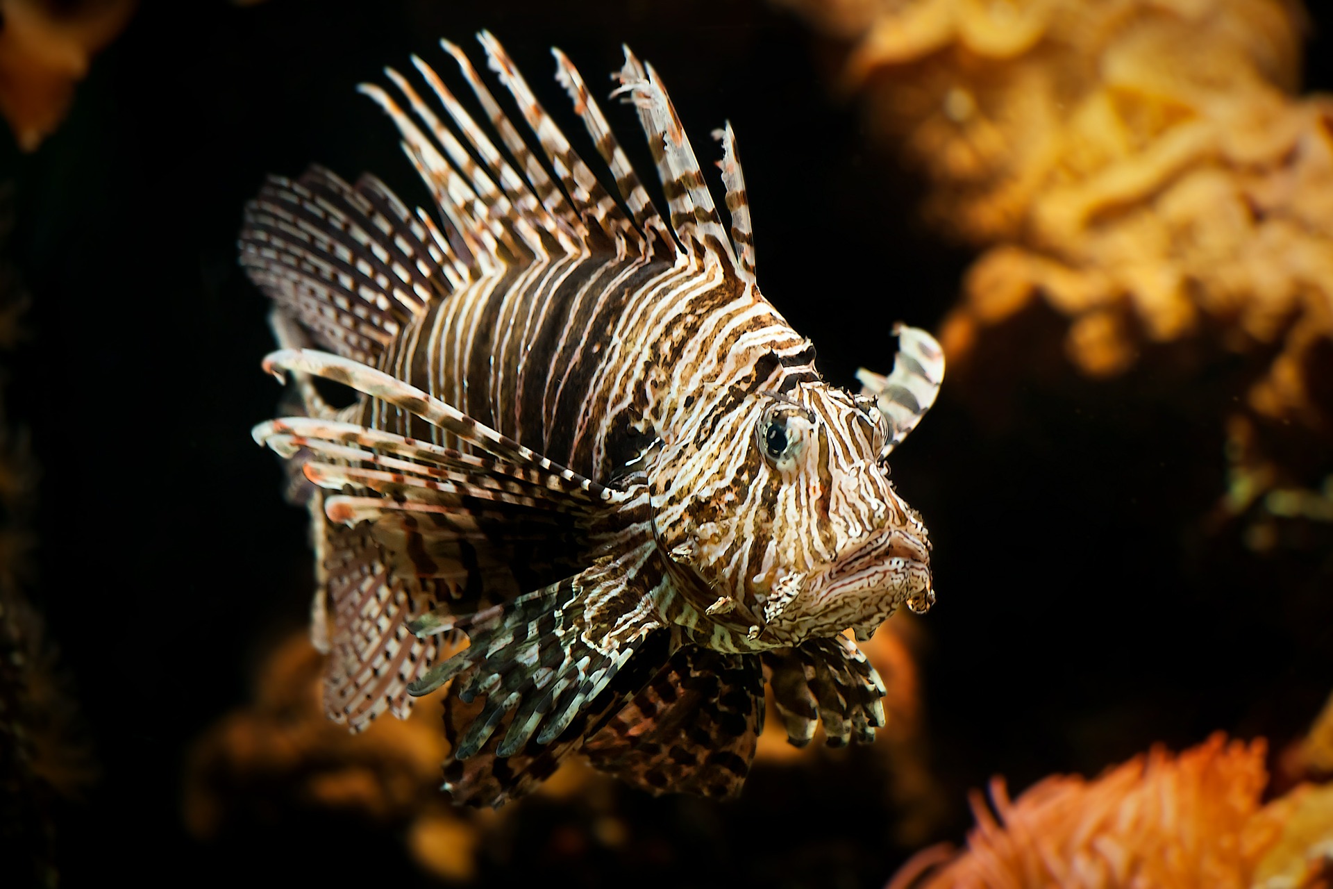 Proveniente de los ríos de América del Sur principalmente del Amazonas, llega a pesar hasta 30kg. Pez omnívoro que se alimenta principalmente de plantas acuáticas, peces pequeños e invertebrados.