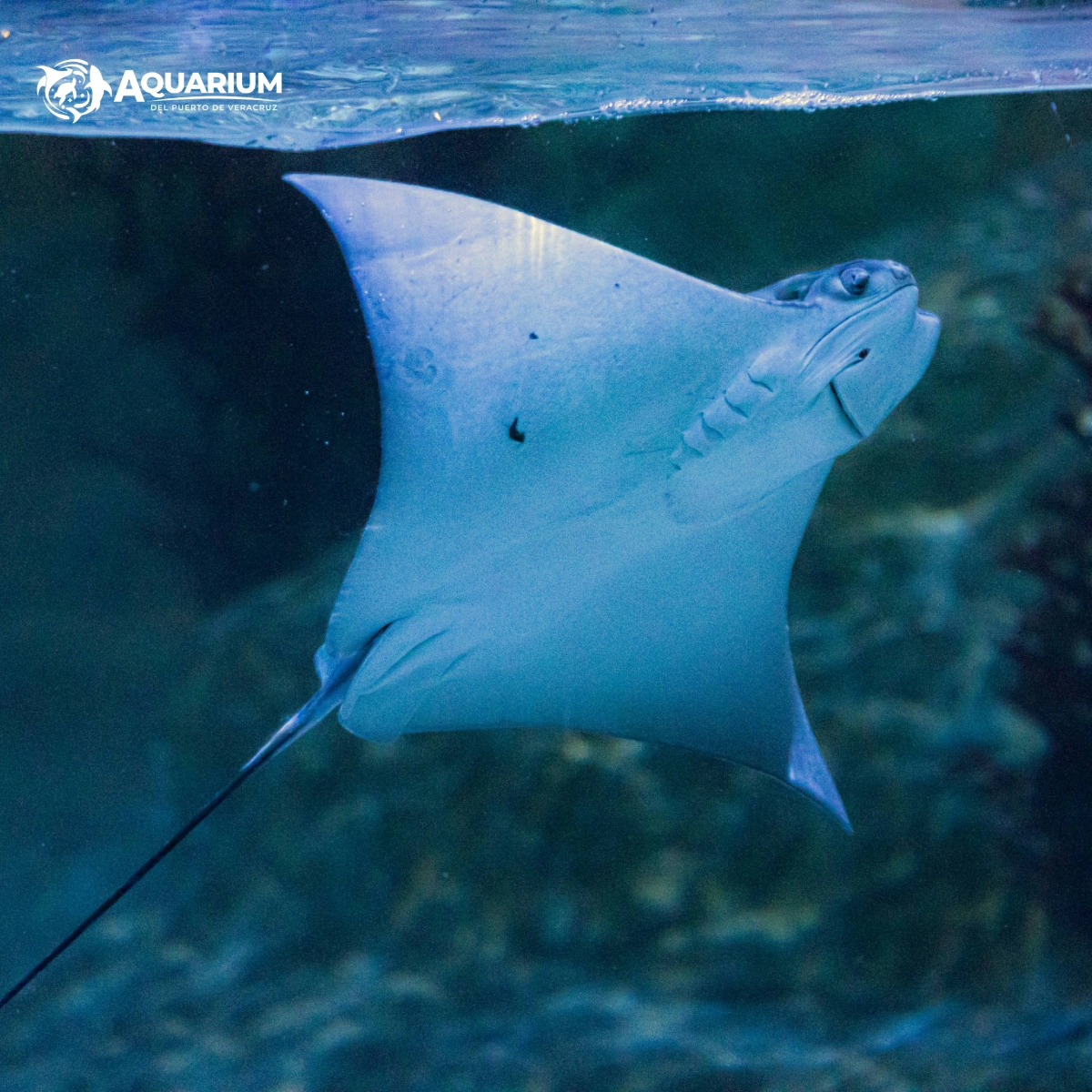 Proveniente de los ríos de América del Sur principalmente del Amazonas, llega a pesar hasta 30kg. Pez omnívoro que se alimenta principalmente de plantas acuáticas, peces pequeños e invertebrados.