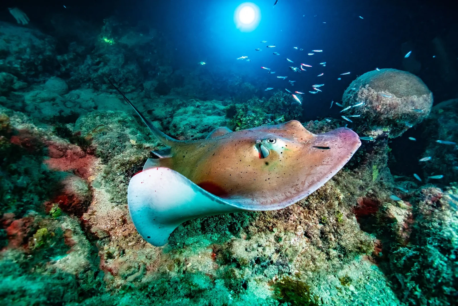 Proveniente de los ríos de América del Sur principalmente del Amazonas, llega a pesar hasta 30kg. Pez omnívoro que se alimenta principalmente de plantas acuáticas, peces pequeños e invertebrados.