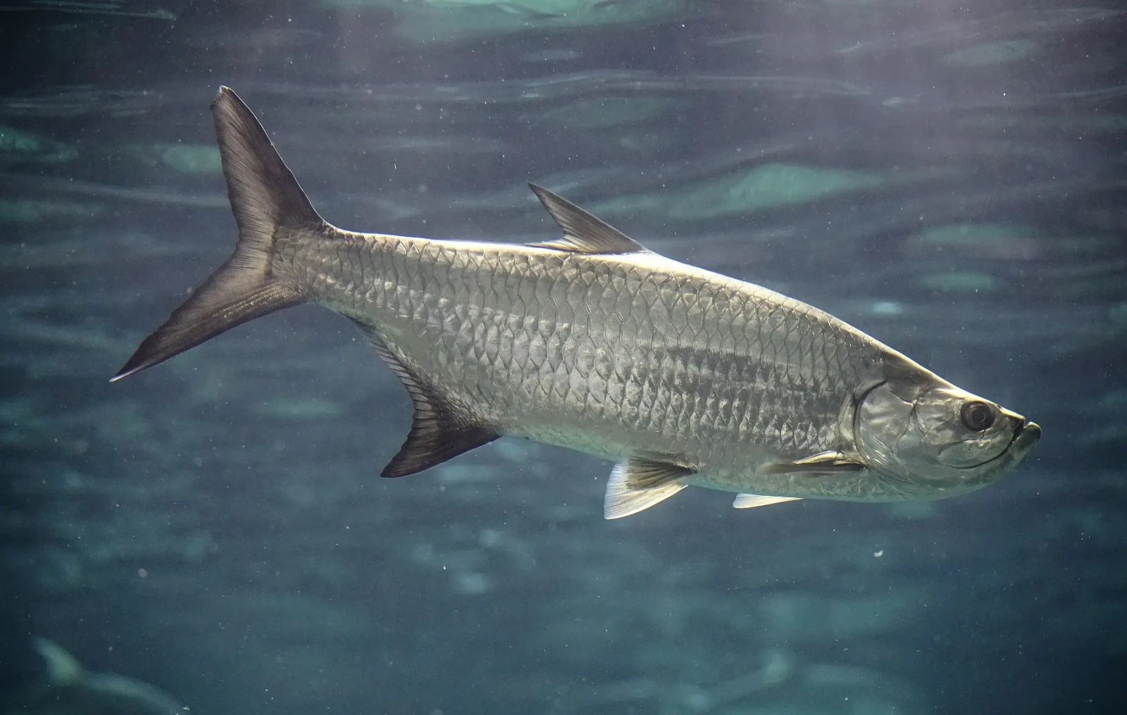 Proveniente de los ríos de América del Sur principalmente del Amazonas, llega a pesar hasta 30kg. Pez omnívoro que se alimenta principalmente de plantas acuáticas, peces pequeños e invertebrados.